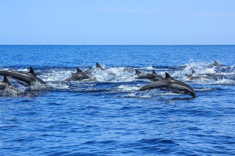 Luxury Yacht Charter Northern America Northern California (9)