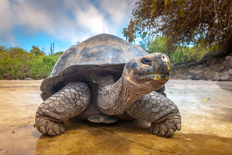 Luxury Yacht Charter South America Galapagos (6) | Phoenix Yacht Management Luxury Yacht Charter South America Galapagos (6)