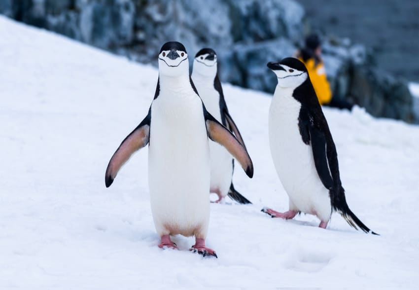 Luxury Yacht Charter Antarctica (6)