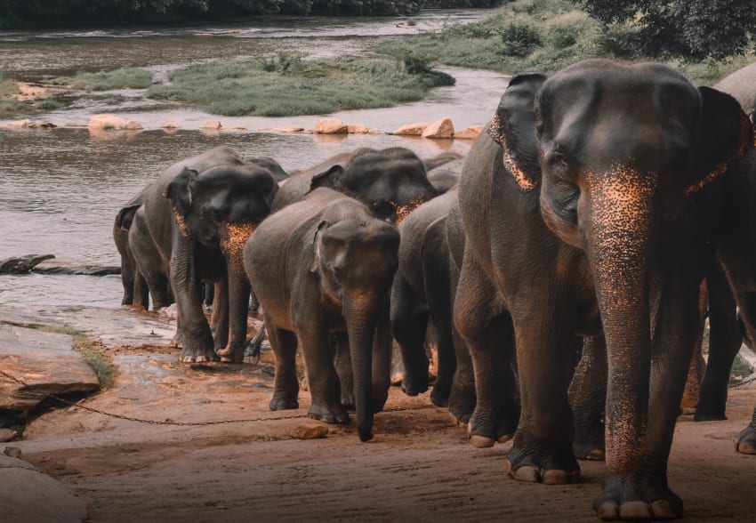 Luxury Yacht Charter South East Asia Sri Lanka (5) | Phoenix Yacht Management Discover the nature in Asia