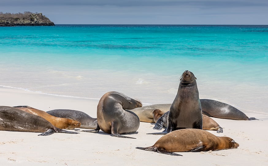 shutterstock_2099143960 874 Galapagos Islands with PHOENIX YACHT MANAGEMENT