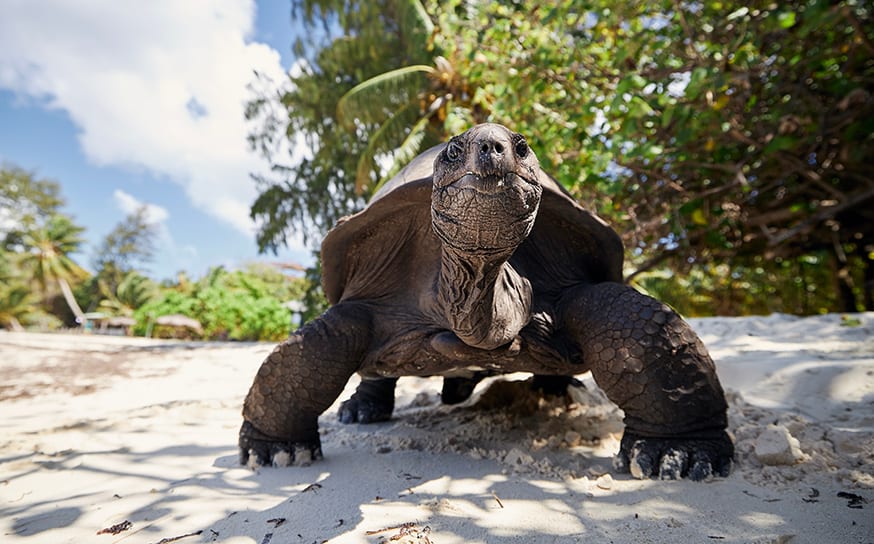 SEYCHELLES YACHT CHARTER