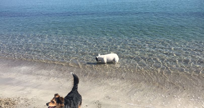 Spiaggia Per Gli Amici A Quattro Zampe Salinabamba