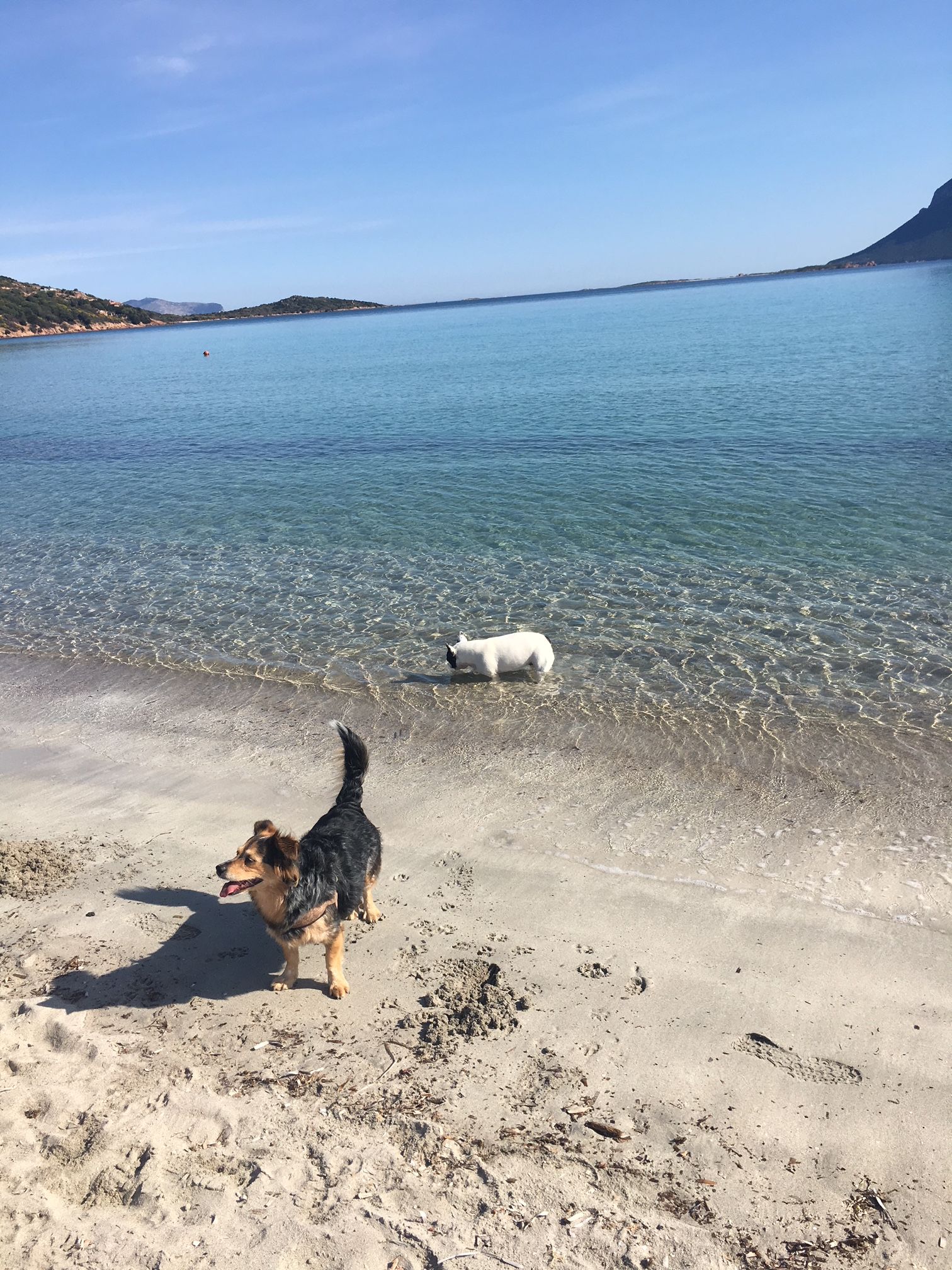 Spiaggia Per Gli Amici A Quattro Zampe Salinabamba