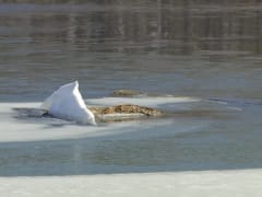 Обеспечить безопасность на водных объектах