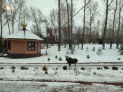 Фото: в Кемерове лось нашёл дорогу к храму