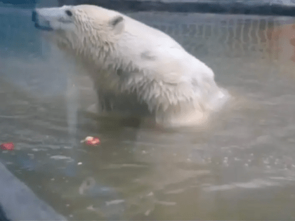 В зоопарке в Омской области утонула белая медведица Забава