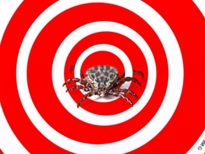 Около 50 покусавших кузбассовцев клещей оказались заражены клещевым энцефалитом