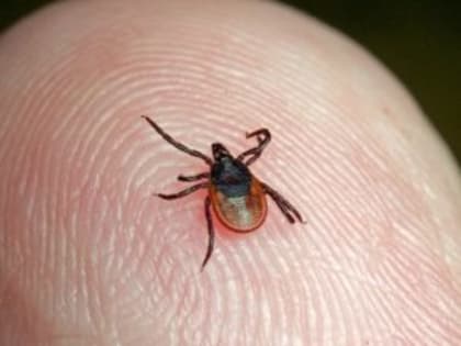 Заражённость — высокая