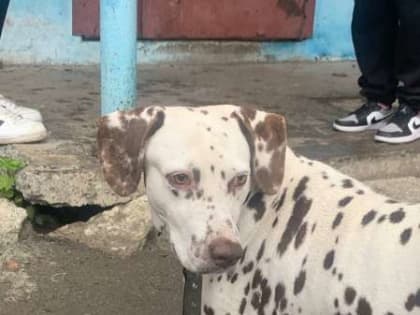 Полиция Кемерова ищет хозяина потерянного далматина