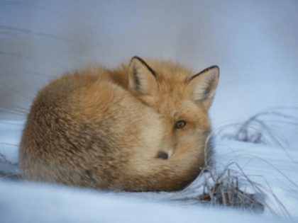 Жителям Кузбасса сообщили важную информацию о случае бешенства под Кемеровом