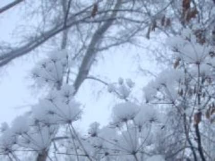 В Кузбассе ожидается тёплый понедельник с южным ветром и небольшими снегопадами