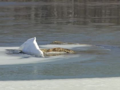 Обеспечить безопасность на водных объектах
