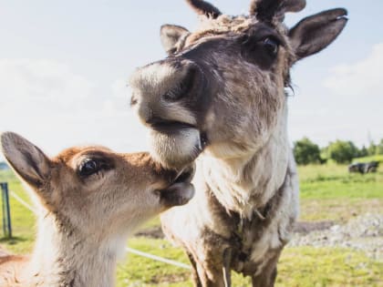 Кузбассовцы смогут принять участие в экологическом диктанте