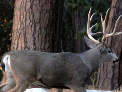 ￼Не будь оленем – сделай прививку: идёт эпидемия непривитых!