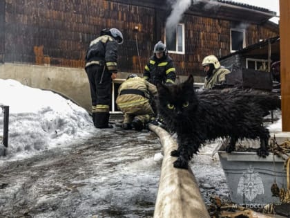 Отважный зверёк из Кузбасса попал в трудную ситуацию и моментально прославился