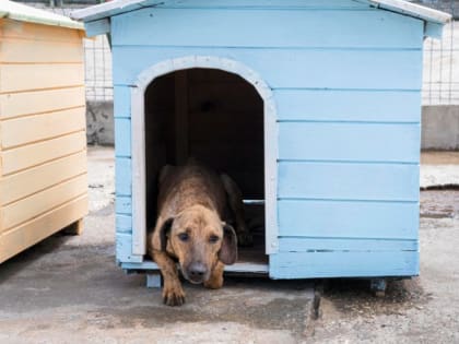 Жестокое обращение с животными в Ессентуках
