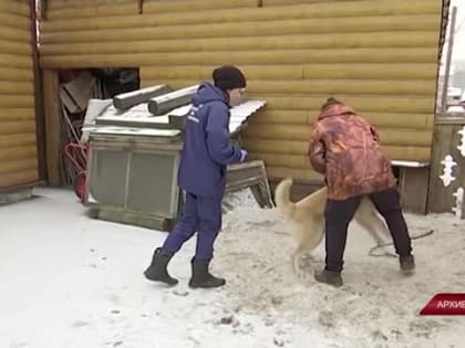 Ветеринары призывают защитить животных от бешенства