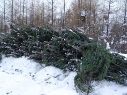 В Кузбассе проведут 63 елочных аукциона