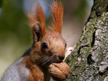 В 2024 году кузбасские госслужащие активно скрывали свои доходы и объекты имущества