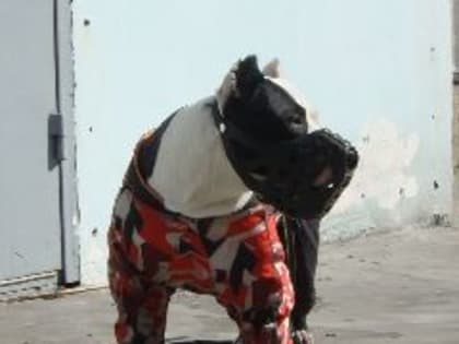 В Новокузнецке девочка-подросток гуляла по Форштадту, и в одном из дворов её покусал непривязанный стаффорд