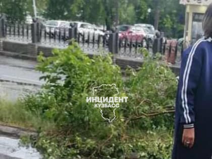 Соцсети: в Кузбассе дерево упало на девочку, она сейчас в коме