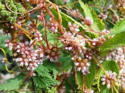 Специалисты Россельхознадзора рекомендуют действенные способы борьбы с повиликой на приусадебном участке