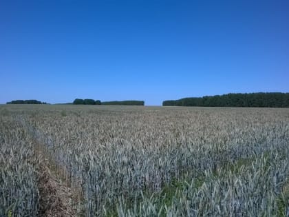 В Кузбассе начали вводить в оборот пашни из числа брошенных земель