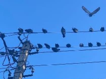 В Кузбассе в понедельник ожидается порывистый ветер