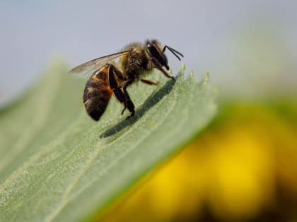 Что делать при укусе пчелы?