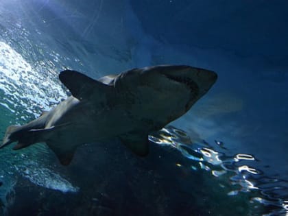 Снеки из акулы заполнят прилавки Британии из-за санкций