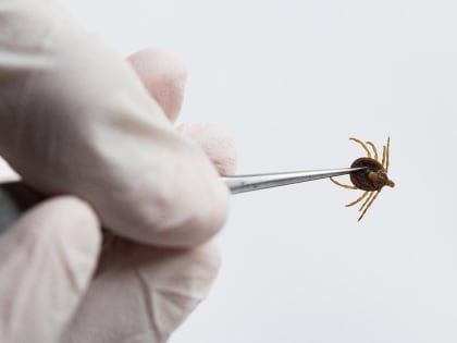 Пункты экстренной профилактики клещевого энцефалита