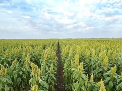 В Новокузнецке готовятся к строительству трёх высоток на Левом берегу (ФОТО)