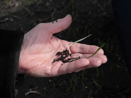 Власти Кузбасса назвали сельское хозяйство стратегической для региона отраслью экономики