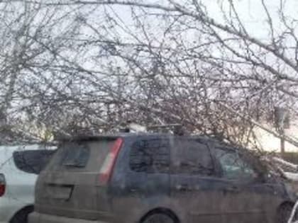 Новокузнечане высудили с управляющей компании «Доверие-НК» два миллиона за рухнувшие на машины деревья