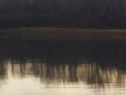 Ветеринар объяснила, зачем пруд оцепили в Москве после вспышки птичьего гриппа