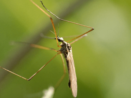 Терапевт предупредил о болезнях из-за укусов комаров
