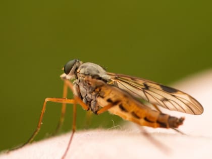 Памятка по профилактике лихорадки Зика