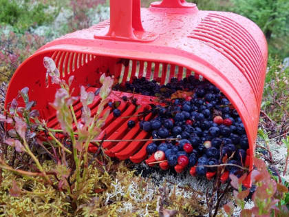 В Прокопьевске двое бездомных совершили вооруженное нападение на сборщицу ягод