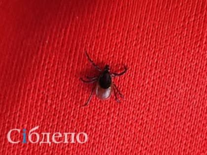 Каждый третий клещ в Кузбассе переносит опасную болезнь