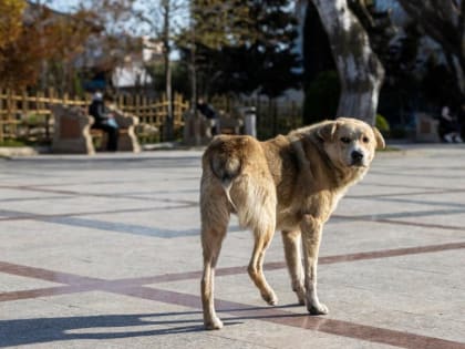 Главу СК опять интересуют кузбасские собаки