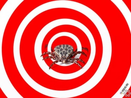 Специалисты выявили в Кузбассе два случая клещевого энцефалита