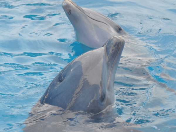 Кузбассовцам дадут погладить виртуального дельфина