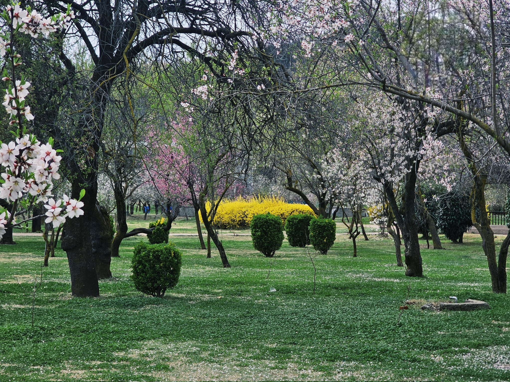 BADAMWARI IN BLOOM