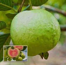 Guava Plant