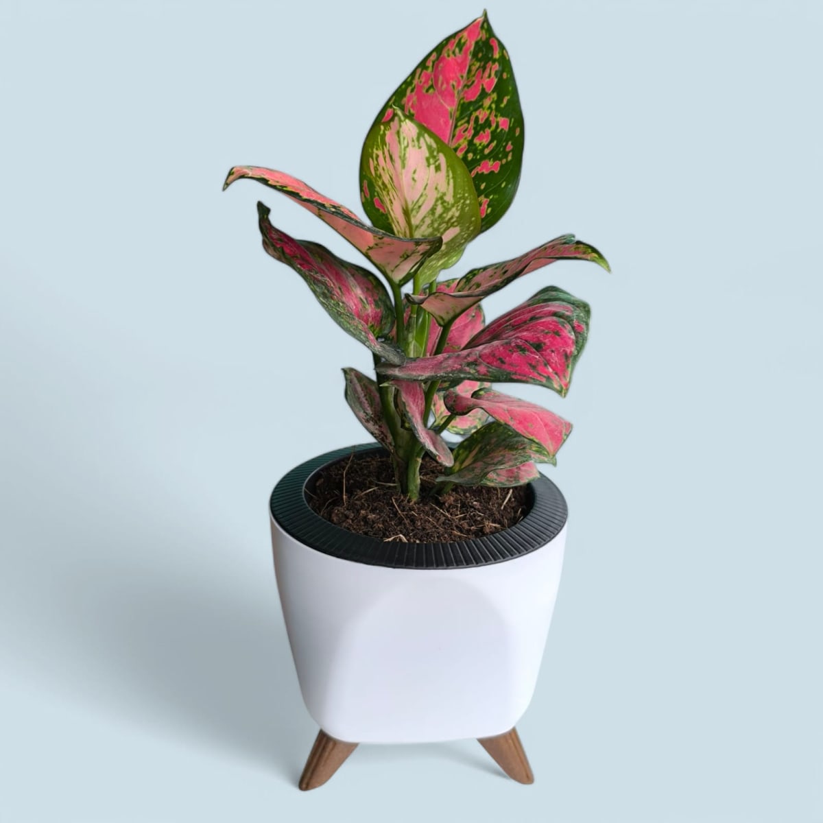 Aglaonema Pink Beauty With Self Watering Planter