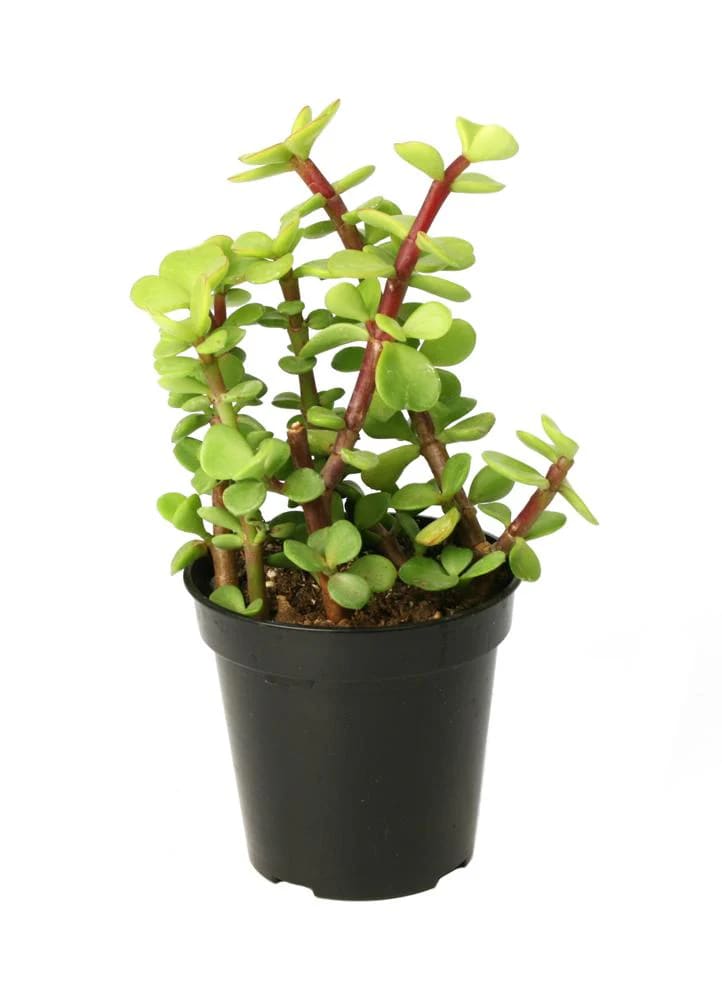 Jade Plant