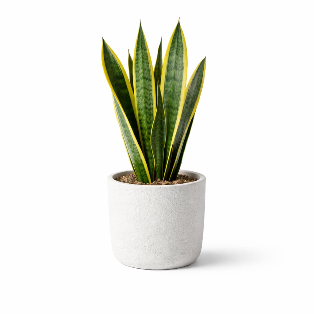 Snake plant