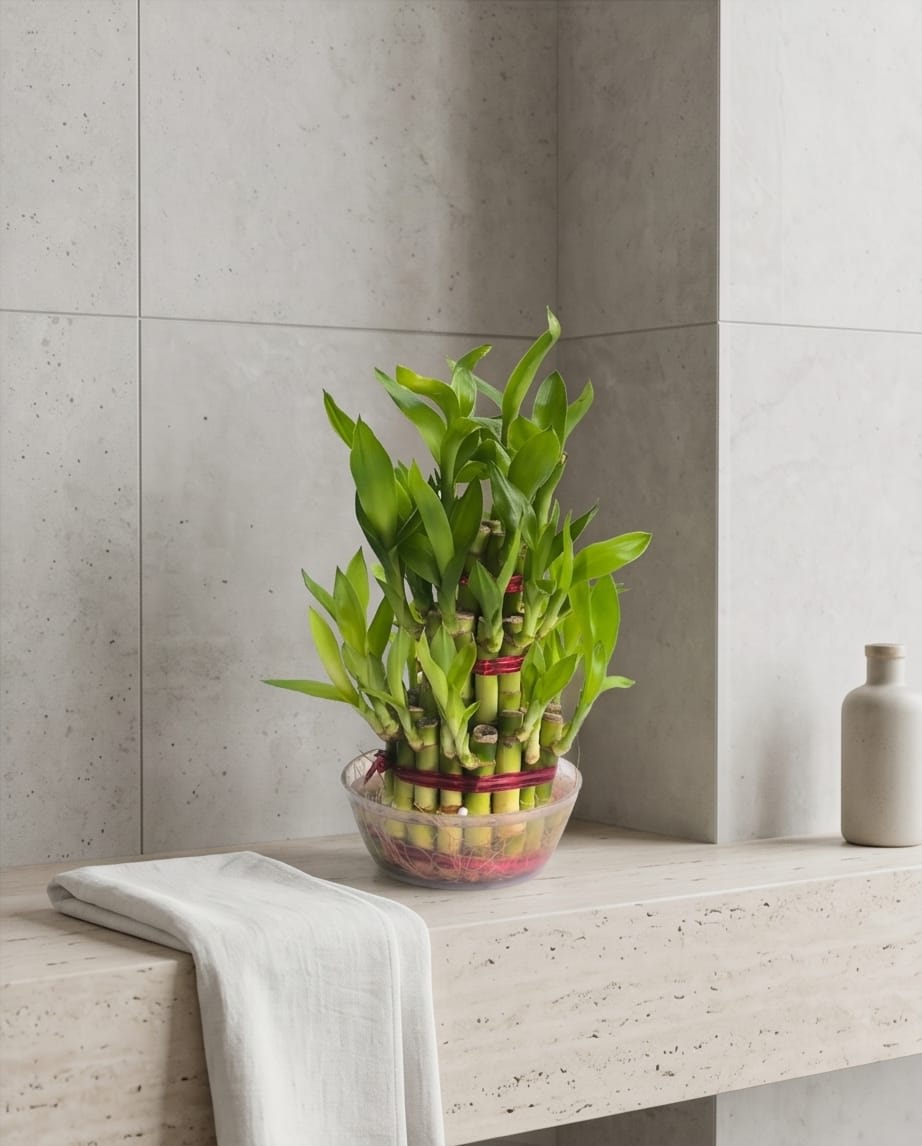 3 Layer Lucky Bamboo