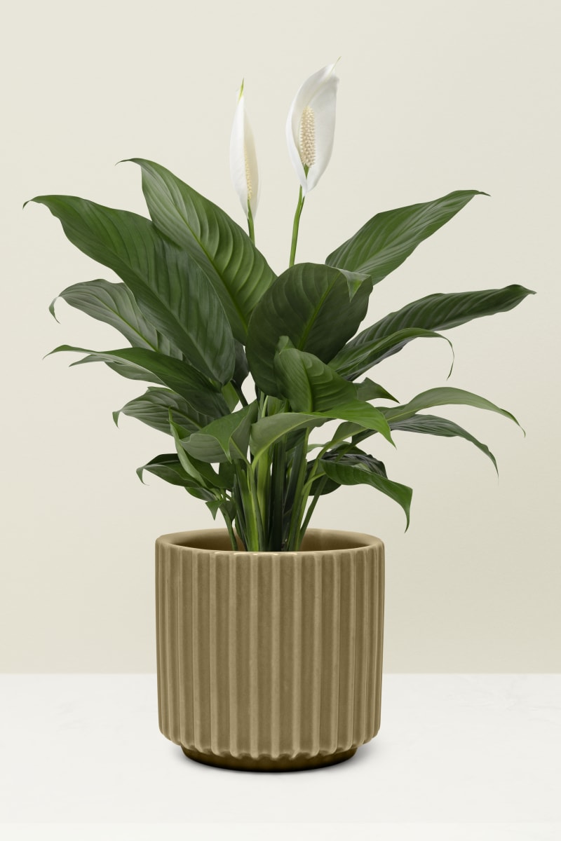 test plant
